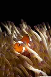 A little orange clownfish in his natural habitat. by Luca Keller 
